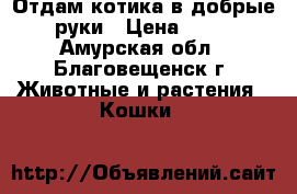 Отдам котика в добрые руки › Цена ­ 10 - Амурская обл., Благовещенск г. Животные и растения » Кошки   